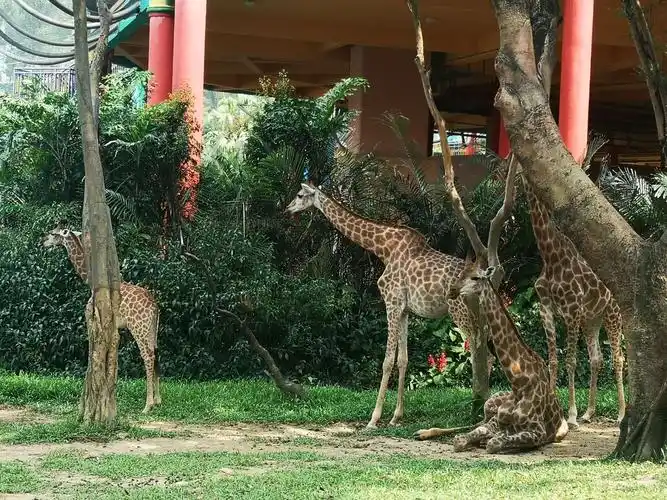 游长隆野生动物园
