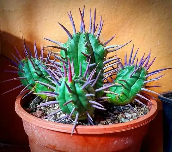 猛麒麟,勇猛阁,大戟属多肉 – 多肉联萌