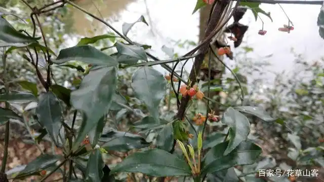 江湖上传说的拐子药有很多种,这种菱叶卫矛你听说过吗