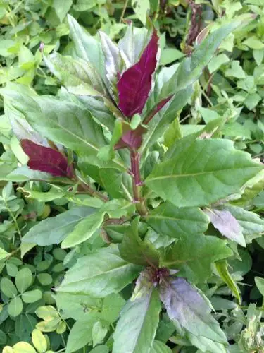 请问这种草叫什么名?谢谢