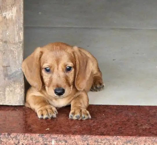 腊肠狗串串小狗可爱死了