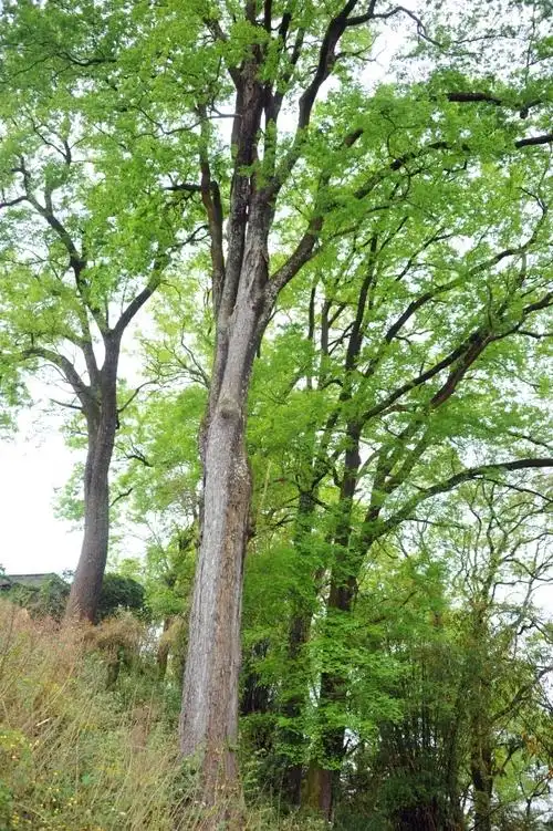 普梯金丝榔 记者 文建秋 摄