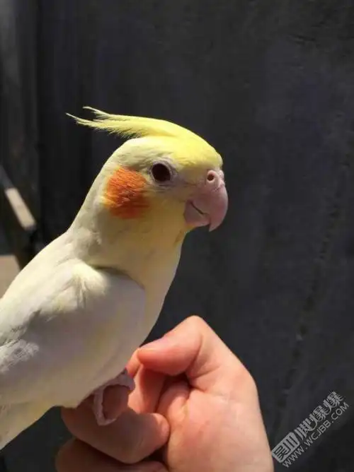 请问吴川哪里有这种鹦鹉买吗?