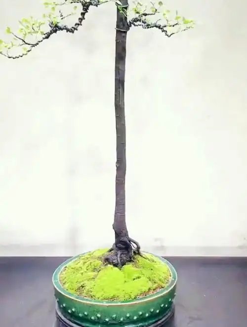 孤高的文人树盆景,高干垂枝,瘦劲飘逸的造型和坚忍不拔精神