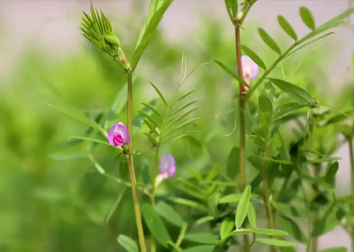 野豌豆