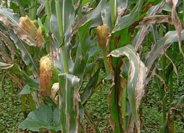 玉米大斑病怎么识别?发病因素有哪些?如何有效预防和防治?
