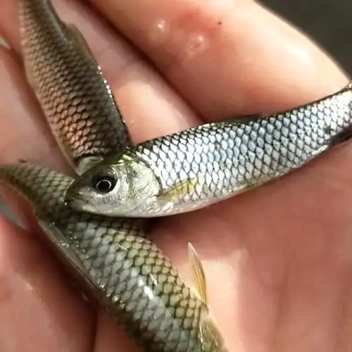 清波鱼鱼苗大量批发各种规格清波鱼苗垂钓养殖首选