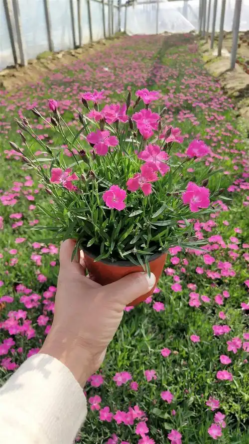 底价张经理18653663167产品品牌宏胜发货地山东/潍坊市产品属性品种