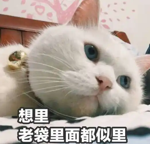 想你,脑袋里都是你(猫咪)