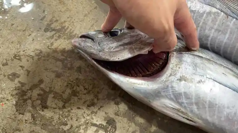 [金枪鱼批发]广东广州荔湾区金枪鱼 16.00元/斤金枪鱼, _ 一亩田