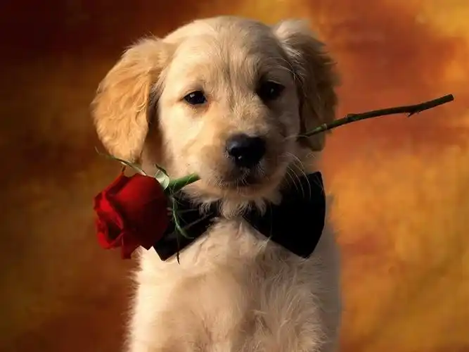 可爱超萌小奶狗ipad壁纸_萌死人的小狗狗_动物壁纸