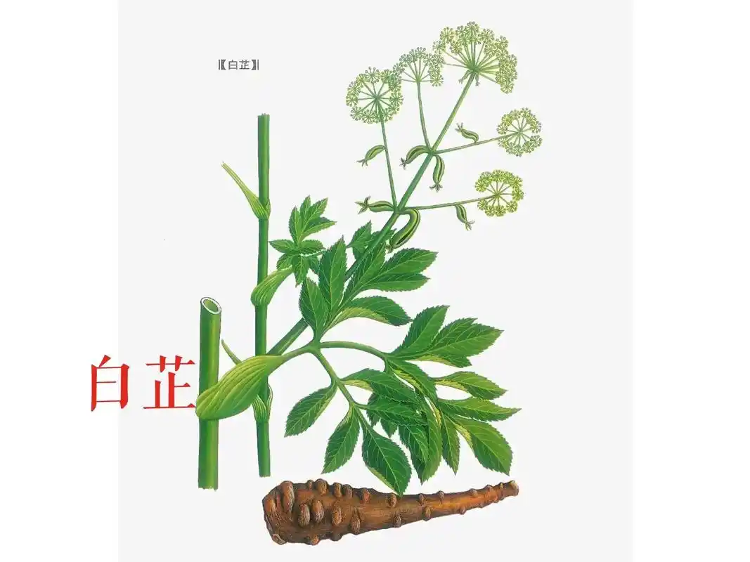 每天认识中草药-白芷.