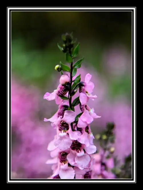 美丽的香彩雀《首发》