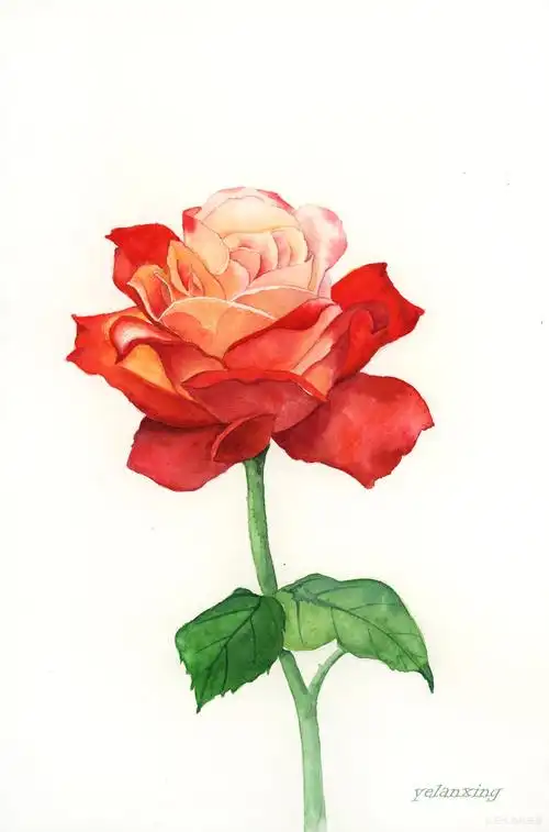 水彩花卉一组水彩花卉作品