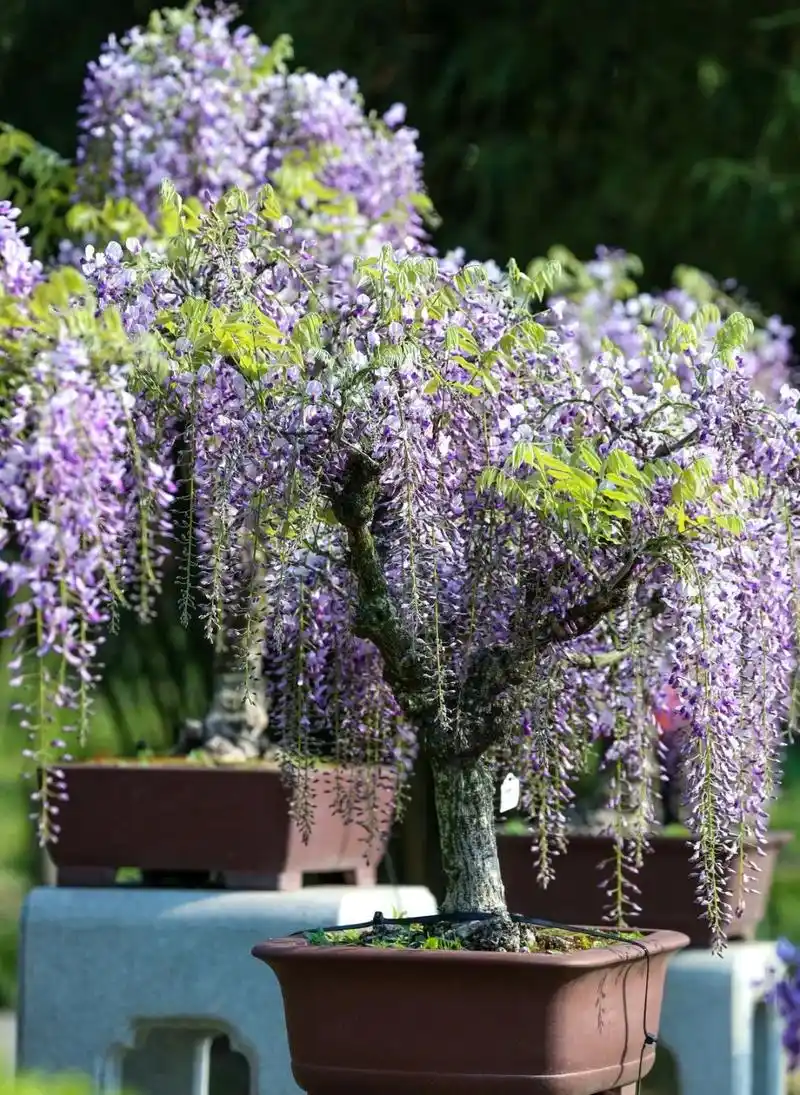 紫藤盆景宜阳春_澎湃号·政务_澎湃新闻-the paper