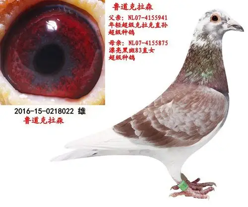 江北500公里冠军_山东金鹏鸽业_ ag188.com爱鸽商城_中国信鸽信息网