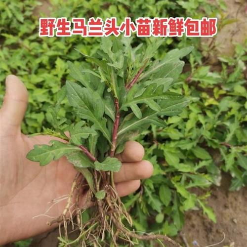 马兰头带根苗 马兰头苗 野菜苗野生蔬菜种苗20-100颗包邮