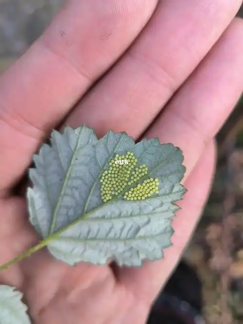 像薄荷糖一样的虫卵