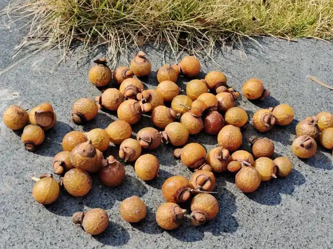 碧根果的功效与作用_洗手果的功效与作用_天山雪莲果的功效与作用