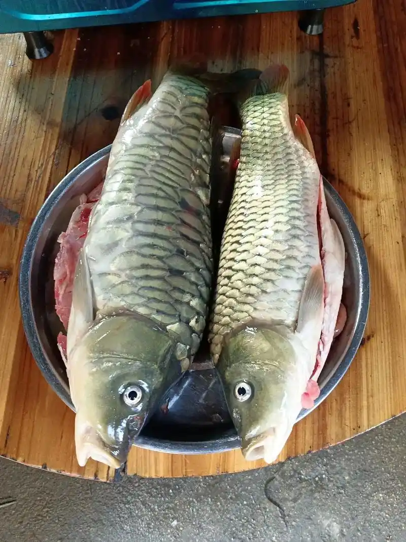 两条鱼好大一条鱼本地人
