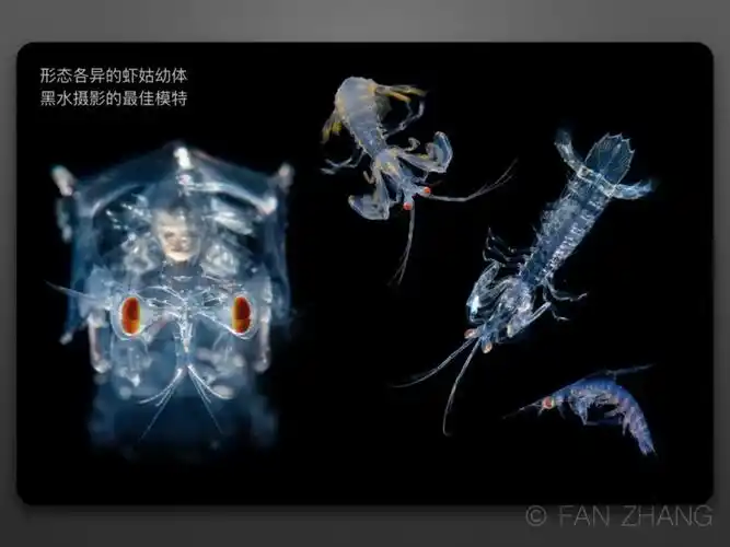 形态各异的虾姑幼体