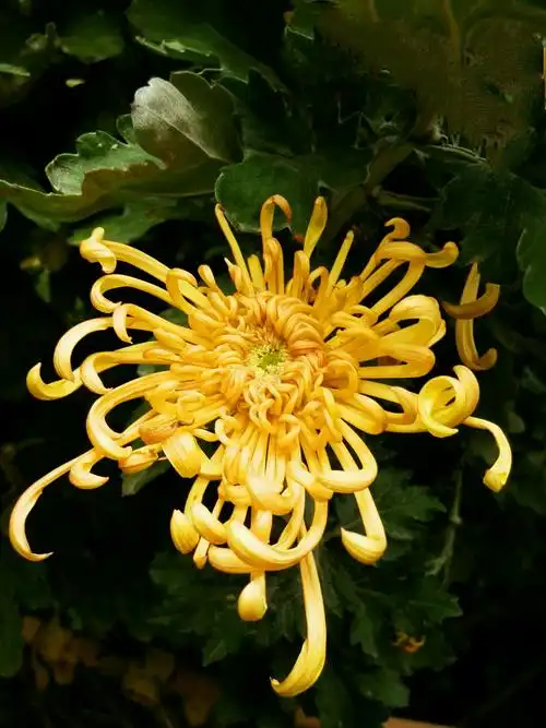 不是花中独爱菊,此花开尽更无花!