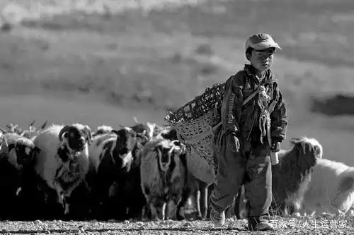 我们都是放羊娃