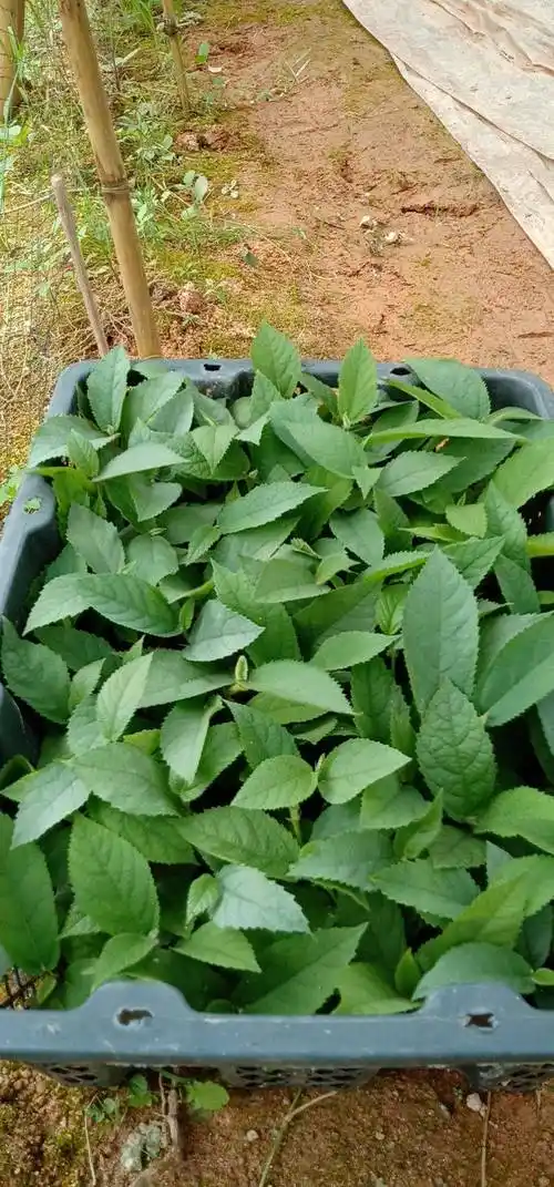 [五指毛桃苗]场地直供,量大从优,品质保证,欢迎咨询购买.