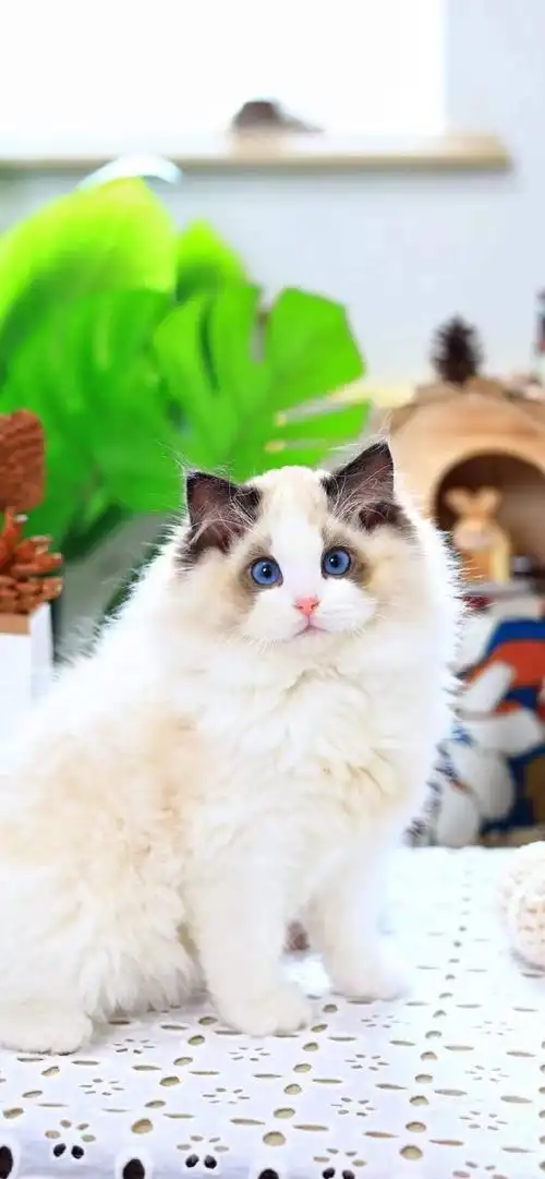 海双布偶 波斯系弟弟无瑕 小浣熊#布偶猫##布偶猫舍