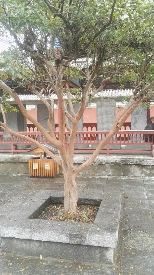 手抹它,树叶会抖.神.看树干给抹得很光滑.人的好奇迟早害死它.