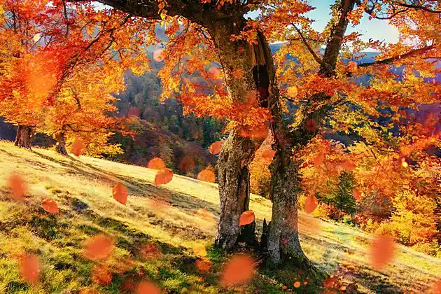 红色落叶大树高清图片下载