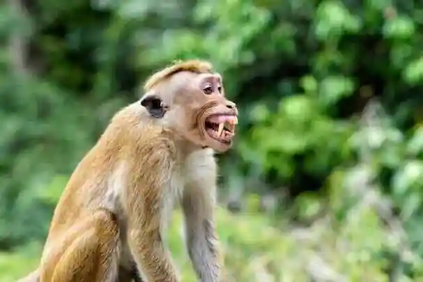 可怕的吃人猴,已经进化到产生语言的阶段了!