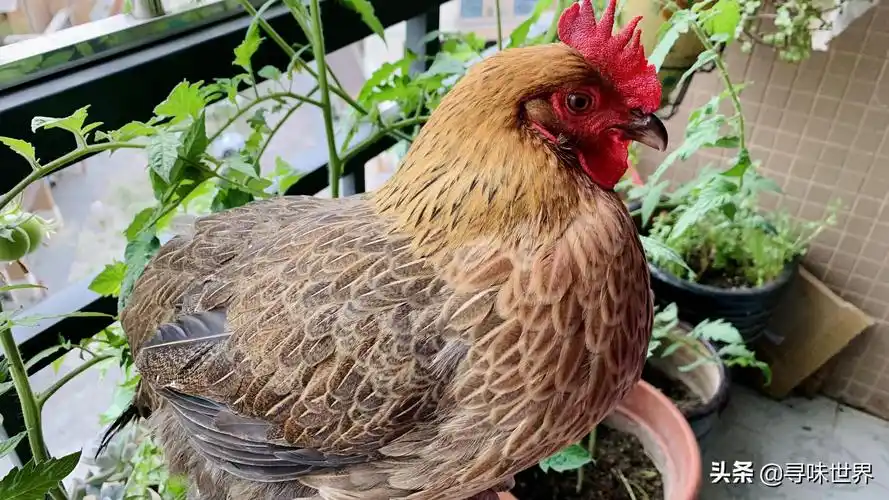 鲜鸡块图片大全(买鸡时,内行人专买散养土鸡,肉质紧实鲜嫩,看完涨知识