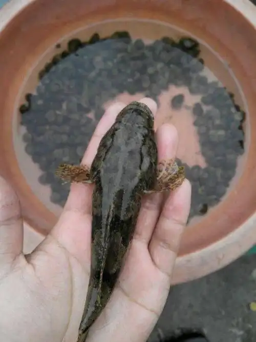 水沟里都是这种鱼,趴在水里不动,随便抓!