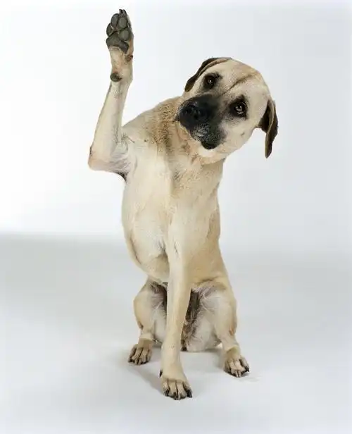 dogtalk17谈谈狗狗的邀玩行为