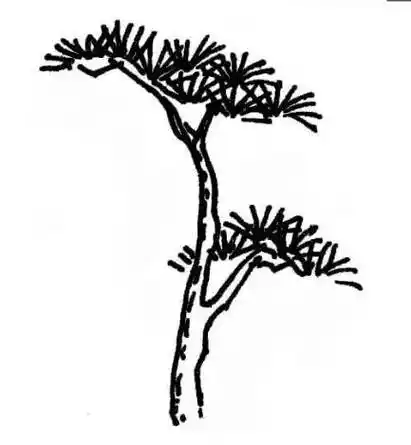 松树简笔画 松树简笔画手绘图