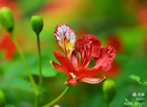 厦门凤凰花开啦