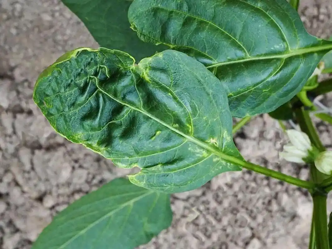 辣椒想高产,蓟马预防要趁早 一,0202的危害1,蓟马春,夏,秋均有