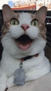 猫一直张着嘴,以为太热,当主人摸了它一下后,原来.