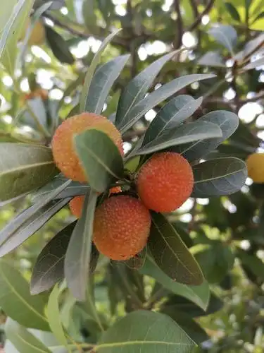 跑步湖边的野生杨梅