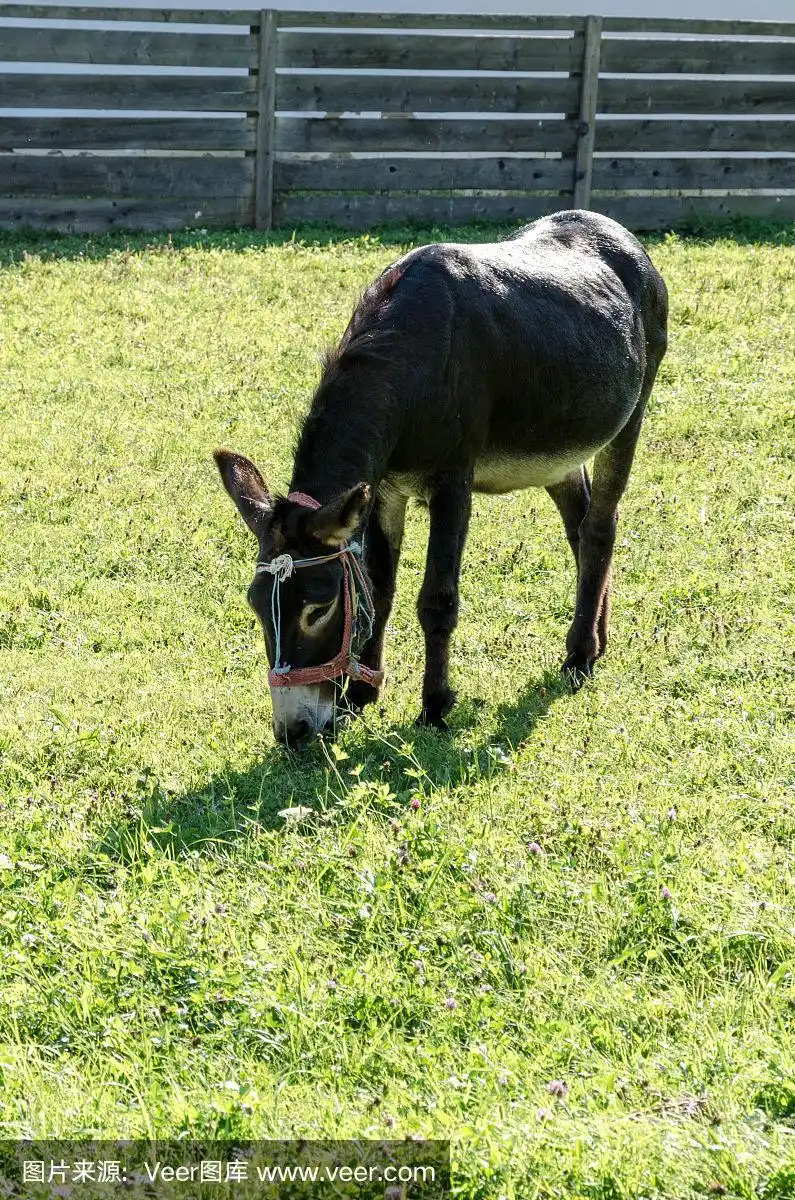 可爱的毛驴一边吃草