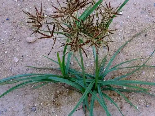 香附的功效与作用香附子是一种什么样的植物
