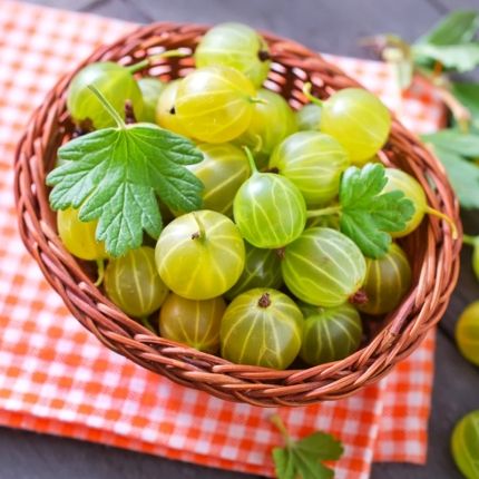 东北长白山特产野生灯笼果醋栗绿樱桃酸掉渣酸子粒1000g2斤装包邮