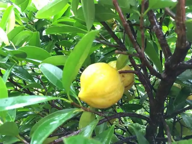 广西柑橘苗-广西.