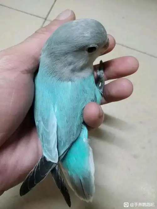 出两个月蓝伊莎闪派公松石蓝闪母三个多月松面熏派母松