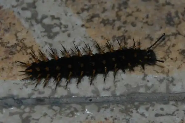 俗称"毛毛虫"就是它啦. 附图是青豹蛱蝶的幼虫.