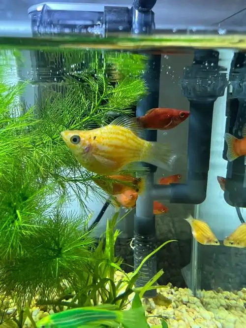 之前某天鱼缸里多了十几条小鱼苗,也不知道谁生的,这次买了单间等着.