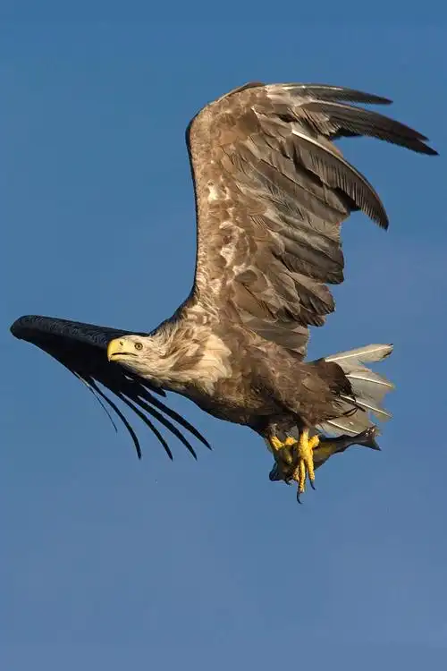 鹰形目鹰科海雕属白尾海雕