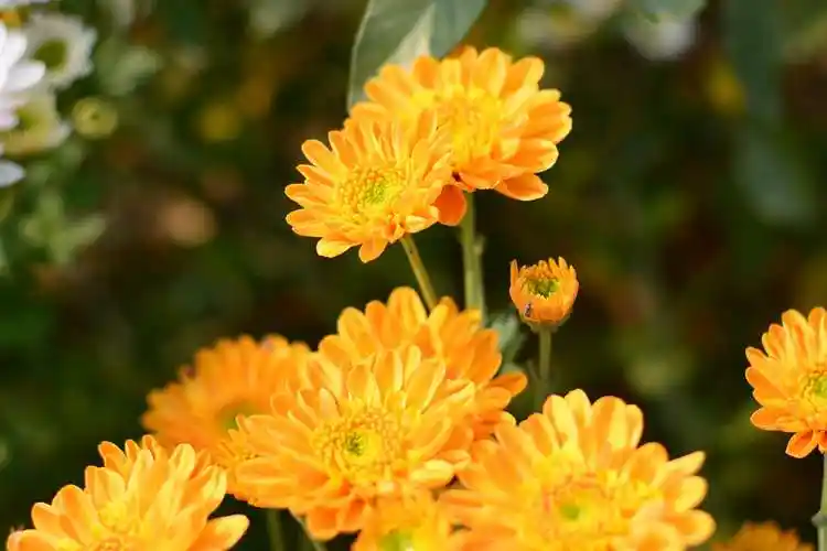 秋天盛开的菊花