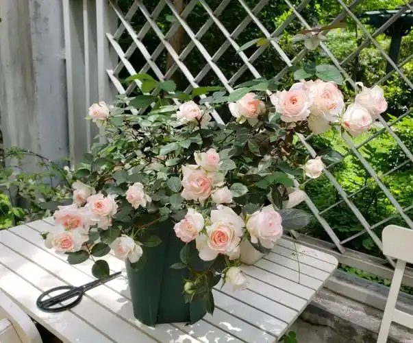 可爱多多少钱(解析可爱多基本信息)-998冻品网